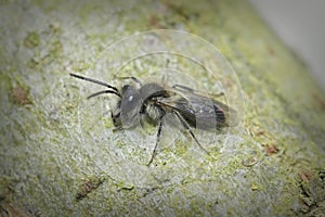 Closeup shot of a female, small sallow mining bee, Andrena praecox, sitting on the ground