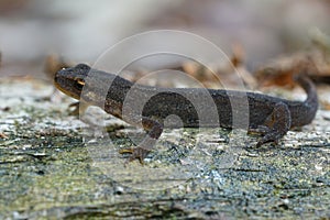 Closeup shot of a female smooth newt, Lissotriton Vulgaris in the garden