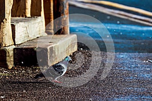 Closeup shot of a feral pigeon near the stairs of a building