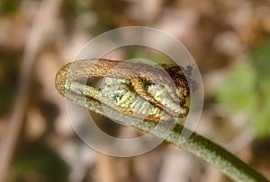 Closeup shot of a fern stem with an insect.