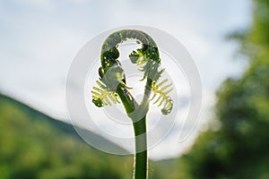 Closeup shot of a fiddlehead fern with a blurred background