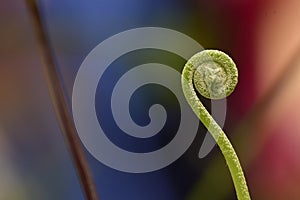 Closeup Shot Fiddlehead Ferns Unfurling in Spring with Blurred Background