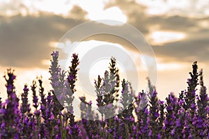 Closeup shot of a field of blooming lavender flowers at sunset