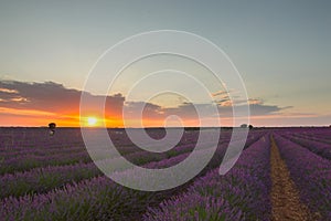 Closeup shot of a field of blooming lavender flowers at sunset