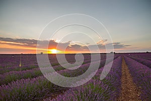 Closeup shot of a field of blooming lavender flowers at sunset