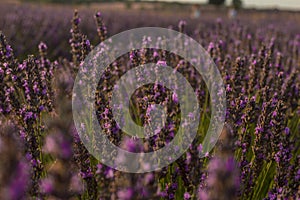 Closeup shot of a field of blooming lavender flowers at sunset