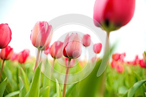 Closeup shot of a field of colorful tulip flowers in Holland in spring on a blurred background