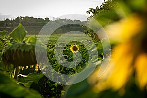 Closeup shot of a field of sunflowers with yellow flowers, farmland in summer