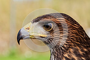 Closeup shot of the fierce eagle with brown and black patterns