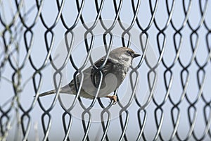 Closeup shot of a finch on the chain link fence