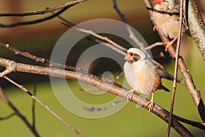 Closeup shot of finches bird perched on a tree branch