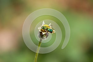 Closeup shot of flies mating upon a yellow flower.