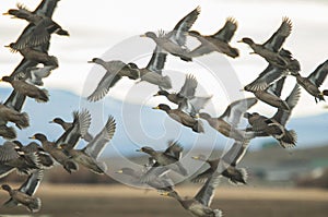 Closeup shot of a flock of migrating birds on blurred background