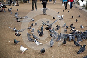 Closeup shot of a flock of pigeons in a park