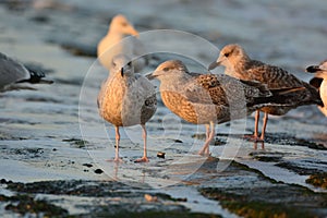 Closeup shot of a flock of seagulls perched on a seashore