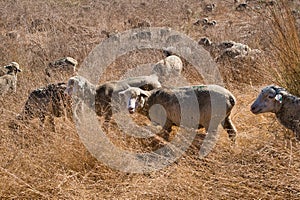 Closeup shot of a flock of sheep in a field with yellow grass during daylight