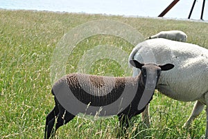 Closeup shot of a flock of sheep on the pasture near the beach