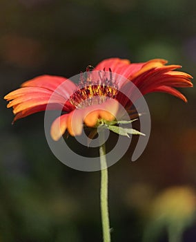 Closeup shot of flower on the blurry background and a heart shape on its stamen