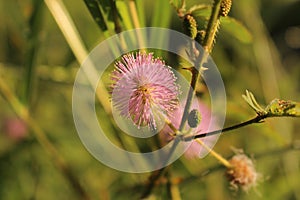 Closeup shot of the flower of a Shameplant