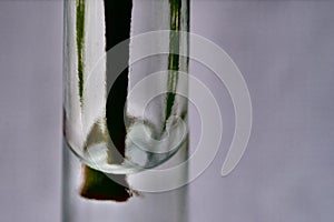 Closeup shot of a flower stem inside the test tube