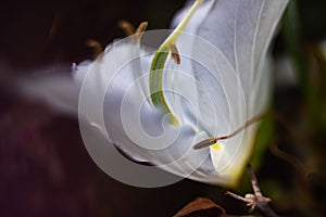 Closeup shot of a flower with white petals