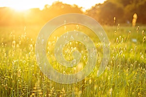 Closeup shot of flowers and grass in golden late afternoon sunlight, Lacock Wil