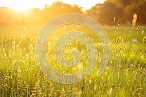 Closeup shot of flowers and grass in golden late afternoon sunlight, Lacock Wil photo