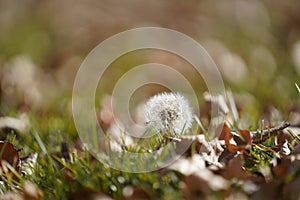 Closeup shot of a fluffball dandelion on a grassy field with dry leaves photo