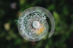 Closeup shot of a fluffball dandelion missing some of its seeds photo
