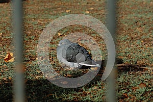 Closeup shot of a fluffed up domestic pigeon standing on the grassy ground in the daylight