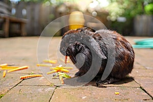 Closeup shot of a fluffy black bunny eating a carrot