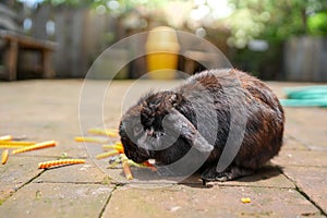 Closeup shot of a fluffy black bunny eating a carrot