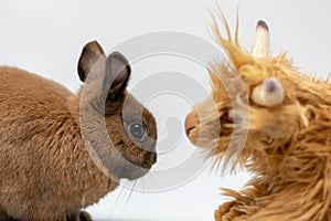 Closeup shot of a fluffy brown rabbit next to a stuffed animal