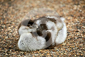 Closeup shot of a fluffy gray brown sleeping duckling