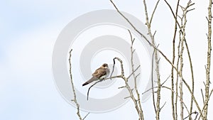 Closeup shot of flycatcher  perched on a tree branch