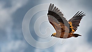 Closeup shot of a flying golden eagle with the background of the cloudy sky