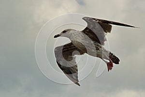 Closeup shot of a flying herring gull widespread its wings under a cloudy day