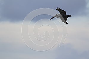 Closeup shot of a flying pelican