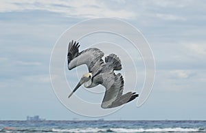 Closeup shot of a flying pelican ready to dive to capture a catch