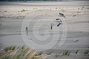 Closeup shot of flying seagulls