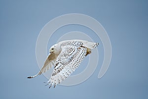 Closeup shot of a flying snowy owl with its wings open against a blue sky