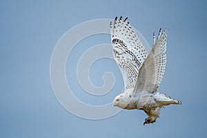 Closeup shot of a flying snowy owl with its wings open against a blue sky