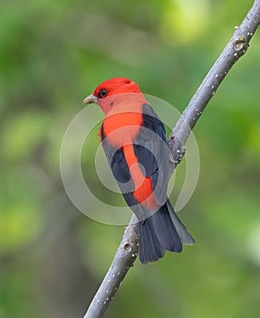 Closeup shot fo the Scarlet Tanager bird perched on a tree branch