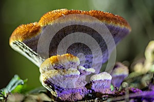 Closeup shot of a forma aureus, a hairy round mushroom growing on dry sandy soils in the Netherlands photo