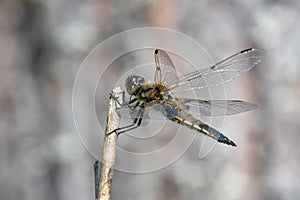 Closeup shot of a four-spotted Chaser (Libellula quadrimaculata) on a branch