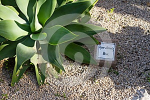 Closeup shot of Foxtail (Agave attenuata) plant with writing in the botanical garden