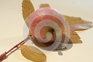 Closeup shot of a fresh apple on a dry leaf on a white surface
