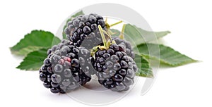 Closeup shot of fresh blackberries