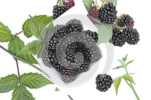 Closeup shot of fresh blackberries fruit solated