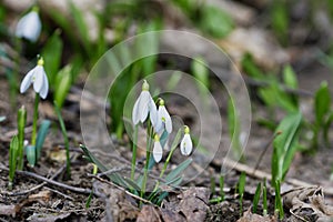 Closeup shot of fresh common snowdrops Galanthus nivalis blooming in the spring.